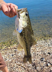 5lb bass on Fishing Armory Buzzbait bullet lure